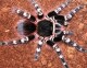 Acanthoscurria geniculata 3/4 fh