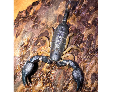 Opisthacanthus asper