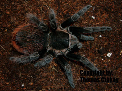 Tliltocatl vagans ca 2,5 cm