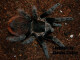 Tliltocatl vagans ca 2,5 cm