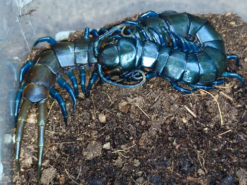 Scolopendra spec.BlueLeg