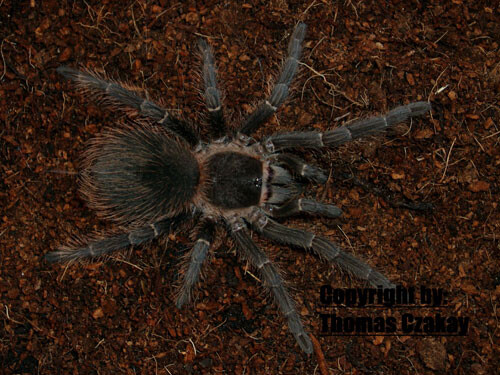 Lasiodora parahybana 2 cm