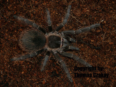 Lasiodora parahybana 2 cm