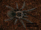 Lasiodora parahybana 2 cm