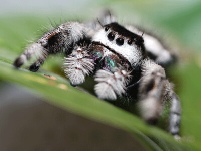Phidippus regius Apalachicola 2.FH