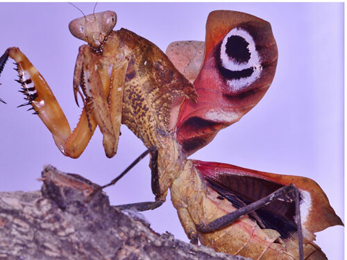 Deroplatys desiccata L 2/3