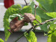 Deroplatys desiccata L 2/3