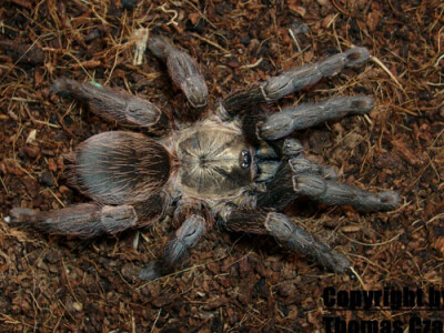 Psalmopoeus reduncus 4/5 Fh