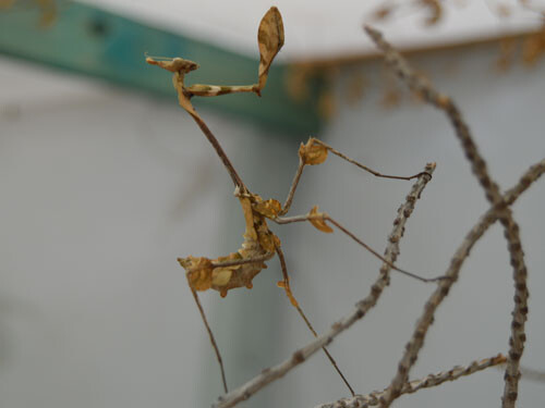 Gongylus gongylodes L3/4