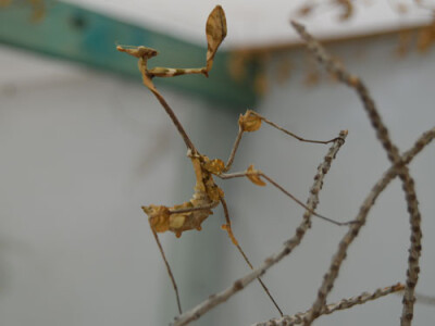 Gongylus gongylodes L3/4