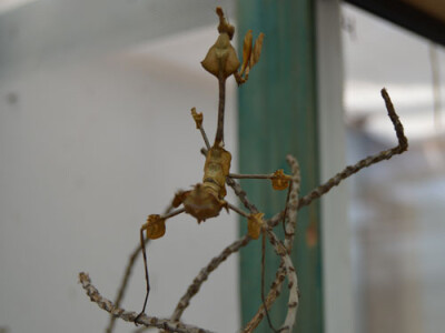 Gongylus gongylodes L3/4