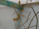 Gongylus gongylodes L3/4
