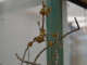 Gongylus gongylodes L3/4