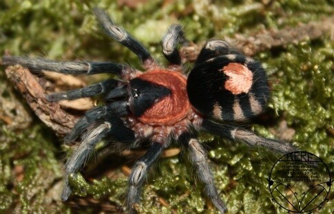 Cyriocosmus elegans