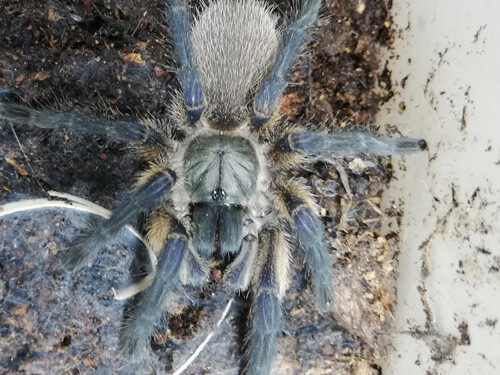 Monocentropus balfouri ca 1cm