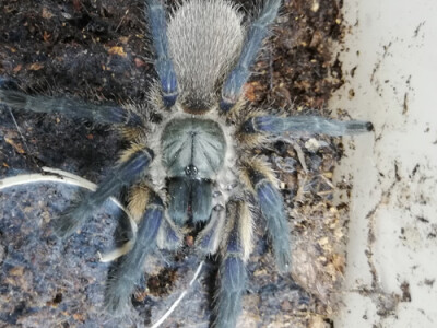 Monocentropus balfouri ca 1cm