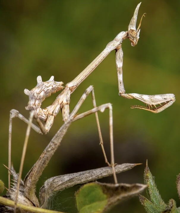 Empusa hedenborgii