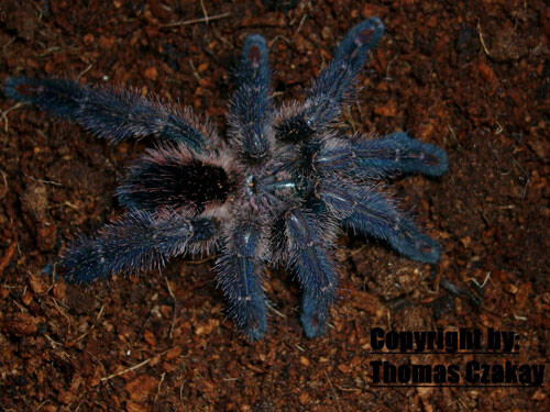 Ybyrapora diversipes 2/3 fh