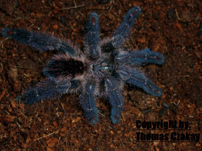 Ybyrapora diversipes 2/3 fh