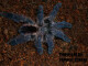 Ybyrapora diversipes 2/3 fh