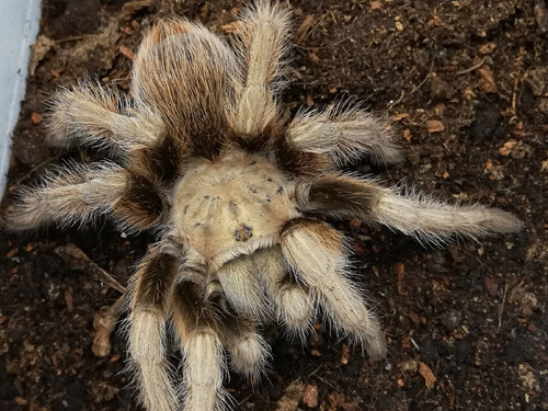 Aphonopelma chalcodes 2/3 FH