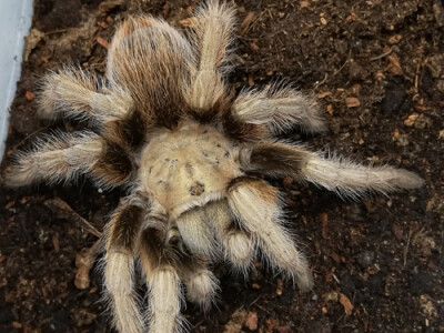 Aphonopelma chalcodes 2/3 FH