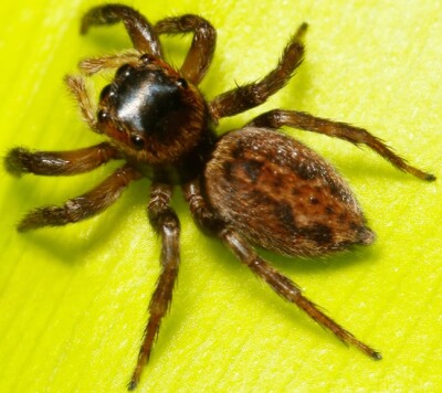 hasarius adansoni