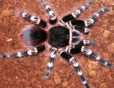 Acanthoscurria geniculata 3 stück 3/4.FH