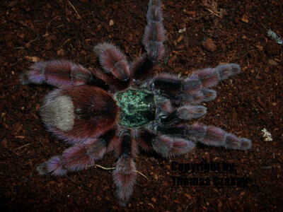 Caribena versicolor 5/6 fh