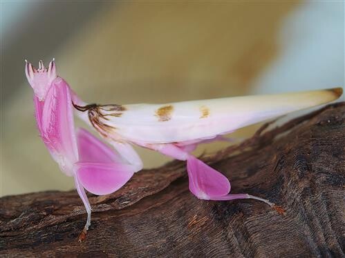 Hymenopus coronatus L 5/6  0.1