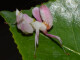 Hymenopus coronatus L 5/6  0.1