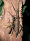 Aretaon asperrimus