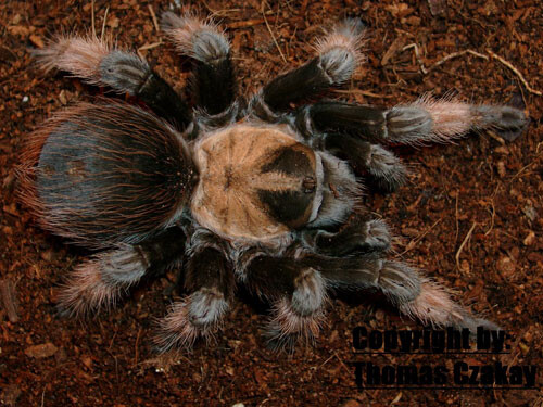 Brachypelma emilia