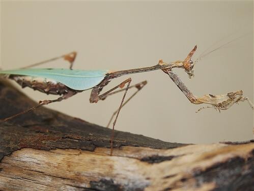 Sibylla pretiosa L 2/3