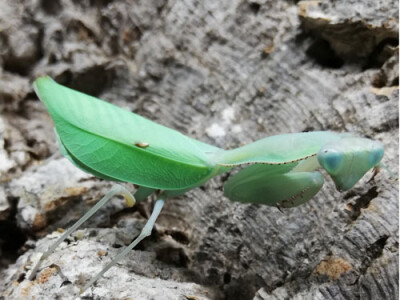 Sphodromantis aurea