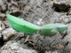 Sphodromantis aurea