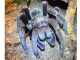 Pamphobeteus insignis Kolumbien