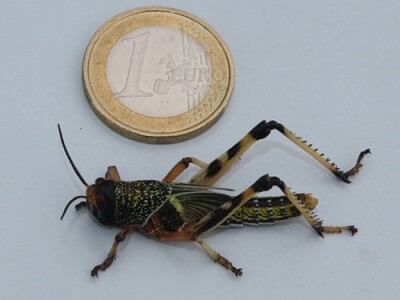 Heuschrecken subadult