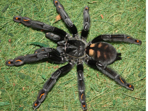 Psalmopoeus irminia 2 fh