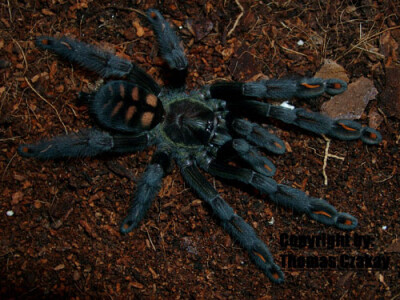 Psalmopoeus irminia 2 fh
