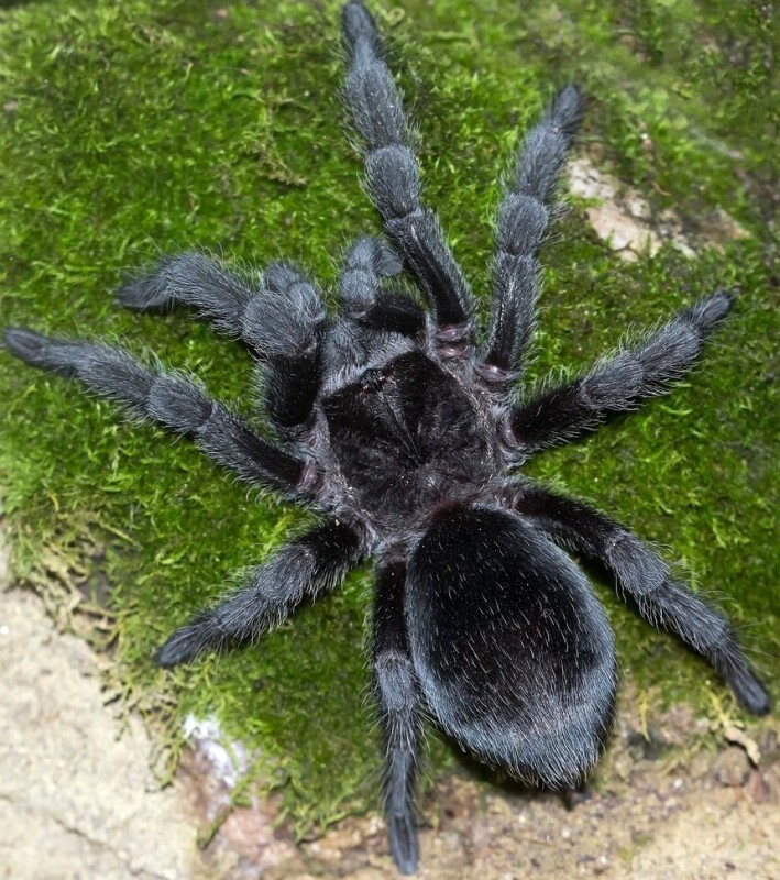 Grammostola pulchra