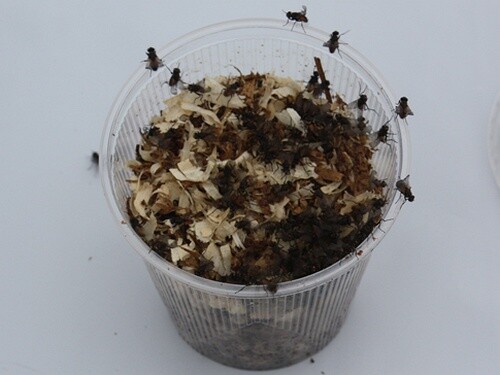 Terflys