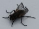 Terflys - Stubenfliegen