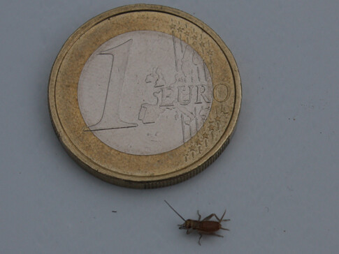 micro 1mm